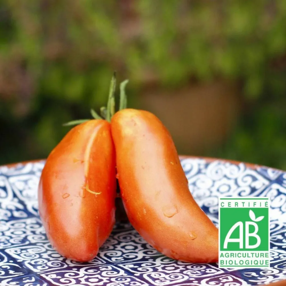 Graines de tomate andine cornue bio/[-]sachet